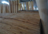 poplar veneers for door,furniture