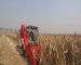 china sweet corn harvester for sale