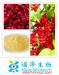 Top Quality From professional manufacture Fructus schisandrae chinensis powder