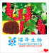 Chinese medicinal herb series/Fructus Schisandra Chinensis/wuweizi/Chinese magnoliavine fruit