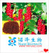 2014 hot sale natural organic schisandra chinensis powder