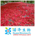 China supplier natural organic fructus schisandra chinensis