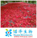 schisandra berry extract schisandra extract