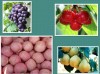 ShanDong Specials Fruits and Vegetable