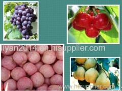 Fujiapples Laiyang pears Dazeshan grapes and Yantai Cherry