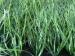 8800Dtex 50mm Bicolor Baseball Turf Grass With PP + NET Cloth Backing