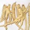 ginseng prices 2014/ginseng root extract powder