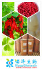 Schisandra chinensis extract powder with schisandrin A