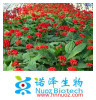 High Quality Panax Ginseng Root Extract fine powder