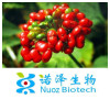 GMP Manufacturer Ginseng Root Extract (Hot Sale)