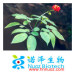 brown yellow powder Panax Ginseng Extract