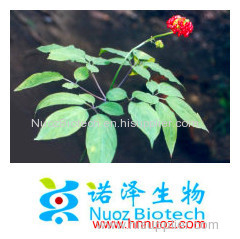 Manufacturer sales ginseng extract ginsenosides