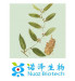GMP Manufacturer Ginseng Root Extract (Hot Sale)