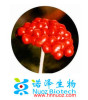 Fresh Panax Ginseng root P.E.