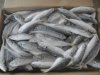 FRESH FROZEN SCUMBER MACKEREL FISH LARGE STOCK AVAILABLE.