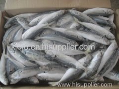 FRESH FROZEN SCUMBER MACKEREL FISH LARGE STOCK AVAILABLE.