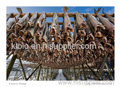 Stockfish of Ling in 45 kg bales.