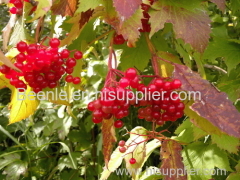 Schisandra extract with 4% the lignins