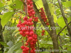 schisandra chinensis extract made in China