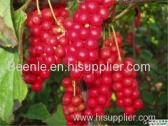 Hot sale schisandra extract with lignins 10%
