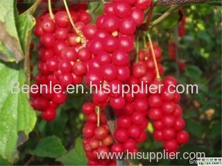 Hot sale schisandra extract with lignins 10%