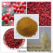 High Quality Schisandra Chinensis extract ,Skin Whitening Schisandra Chinensis extract