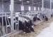 Humanized Dairy Cow Headlocks , Flexible Pregnant Cattle Head Lock