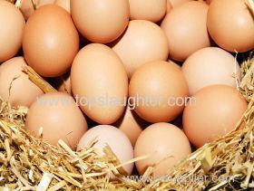 10 October 2014 is World Egg Day!