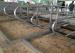 3mm Thickness Galvanized Pipe Cow Free Stall For Dairy Cow Farms