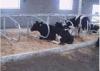 Dairy Farm Double Row Type Cow Free Stall With 1.20m Cattle Spacing