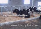 Dairy Farm Double Row Type Cow Free Stall With 1.20m Cattle Spacing