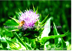 milk thistle extract 80% HPLC55%