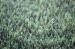 Dtex11600 Home Landscaping Artificial Grass PE PP Waterproof Fake Turf With ISO