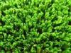 Polypropylene Durable Cricket Synthetic Turf Decorative Fake Grass Lawns Olive Green
