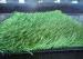 50mm Landscaping Baseball Artificial Turf Playground Grass , olive green , white Color