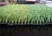 14700dtex 40mm Height Baseball Artificial Turf Grass 3/8inch Gauge