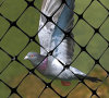 Extruded Bird Netting - Protect Fruit Vegetables Ponds