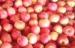 Red Delicious Apple red apples varieties