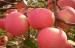Red Delicious Apple organic fuji apples