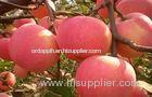 Red Delicious Apple organic fuji apples