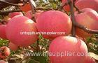 Crisp Fresh Organic Fuji Apple Containing Carbohydrates , Sugars For Market