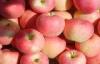 Natural Seasonable Fresh Organic Fuji Apple Vitamin C , Zinc Anti-Cancer, fruit extremely resistant