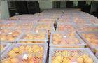 Natural Sweet Seedless Fresh Navel Orange 95% Hesperitin For Refrigeration Stored