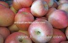 Large Red Organic Fuji Apple Fresh Contains Zinc , Red Delicious Apple large fruit, smooth fruit sur