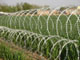 razor wire wire mesh