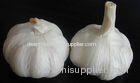 fresh garlic vegetable garlic