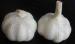 fresh garlic vegetable garlic