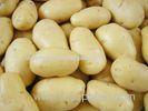 Good Taste Mature Yellow Sweet Holland Potato 10 kg/ Mesh Bag