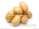 Long Shape Smooth Holland Potato 200 To 300 g , 10 kg / Mesh Bag