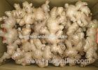 Grade A Cooking Fresh Ginger 250g With HACCP , ISO 9001 , GAP , SGS